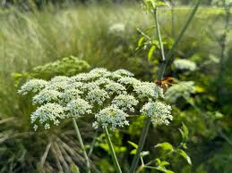 Image result for Glyphaea tomentosa