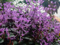 Image result for Plectranthus elegans
