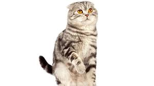 From wikimedia commons, the free media repository. Scottish Fold Cat Facts Mental Floss
