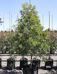 Image result for Acacia melanoxylon