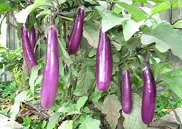 Next is make a garden plot, after that do transplanting of the seedlings. Philippine Eggplant 30 Seeds Dept Of Agriculture Bureau Of Plant Industry Talong Mahaba Vegetable Seeds Amazon Ca Home