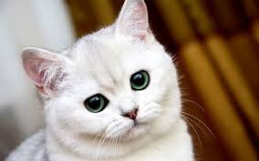 Cat Picture 1680x1050 With British Shorthair Solo White Hair Grey Hair Whiskers Green Eyes Sitting Dark Pink Nose Belye Koshki Koshki I Kotyata I Kot