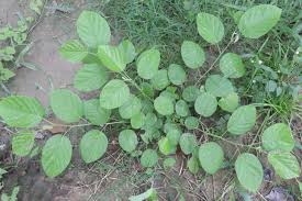 Image result for Pleurolobus