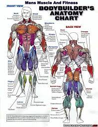 Bodybuilder S Anatomy Chart Muscle Anatomy Body Muscle Anatomy Anatomy