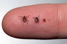 Health: Infectious Disease Epidemiology & Prevention Division: Ixodes  scapularis