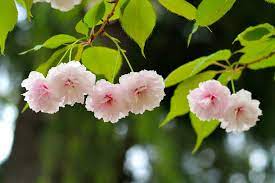 We did not find results for: Sakura Lima Jenis Bunga Sakura Yang Menarik Di Jepang Matcha Situs Wisata Jepang