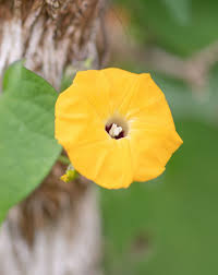 Image result for Ipomoea obscura