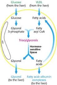 Figure 30 13 Synthesis And Degradation Of Triacylglycerols By Adipose Tissue Biochemistry Ncbi Bookshelf Adipose Tissue Adipose Biochemistry Notes