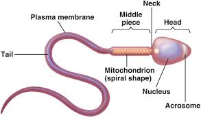Flagella move cells through fluid, whereas cilia move fluid across cell surfaces. Gametes Class 8 Reproduction In Animals