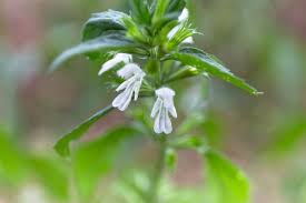 Image result for Acrotome thorncroftii