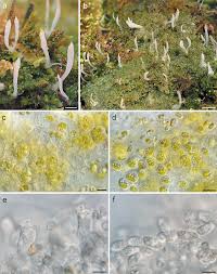 Image result for Multiclavula mucida