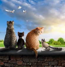 Imposter By Shorra On Deviantart Cats Crazy Cats Cats And Kittens