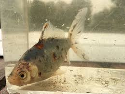 Shubunkin Added To Pond August 24 18 About 3 Goldfish Fish Pet Pets