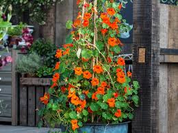 Nasturtium is very colorful and easy to grow, making it a great annual ground cover. Nasturtium Planting Growing And Caring For Nasturtiums Bbc Gardeners World Magazine