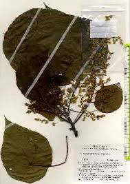 Image result for Macaranga mellifera