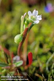 Image result for Montiniaceae