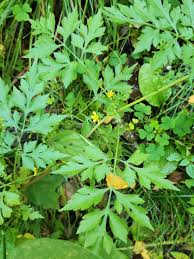 Image result for Bidens bipinnata