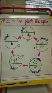 Plant Life Cycle Anchor Chart Www Bedowntowndaytona Com