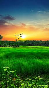 Over 40,000+ cool wallpapers to choose from. Pin By Tabrez Alam On Nature Nature Wallpaper Nature Pictures Anime Scenery Wallpaper