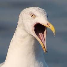 Sea Bird With Big Mouth Good Thing We Were Outside Because I Don T Think This Guy Has An Inside Voice Sea Gull Seagull Beach Loud Bird Voice Bigmouth Photog Gull Birds Photo