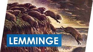 Lemmings make up the subfamily arvicolinae (also known as microtinae) together with voles and muskrats, which form part of the superfamily muroidea, which also includes rats, mice, hamsters, and gerbils. Warum Springen Lemminge Von Klippen Der Lemminge Mythos Youtube