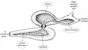 The oral jaws are used to capture and manipulate prey by biting and crushing. Http Ebuziness Persiangig Com Tashrih Moghayesehee Circulatory 20system 20endgary Pdf