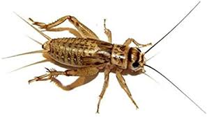 See what cricket brown (cricketbrown) has discovered on pinterest, the world's biggest collection of ideas. 500 Live Small 1 4 Crickets Acheta Domesticus Brown Cricket Amazon Ca Sports Outdoors