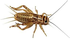See more of officially cricket brown on facebook. 500 Live Small 1 4 Crickets Acheta Domesticus Brown Cricket Amazon Ca Sports Outdoors