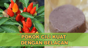 Menyiram anak pokok cili denagan teknik yang betul. Petua Mudah Pastikan Tanaman Cili Anda Lebih Sihat Dan Tahan Penyakit Blog Minda Media Sosial