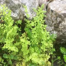 Image result for Anogramma leptophylla