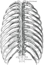 The front and back of the human body. The Thorax Human Anatomy