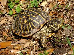 The ornate box turtle (terrapene ornata) on the right. Ornate Box Turtle Wikipedia