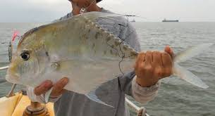 Maybe you would like to learn more about one of these? Jenis Ikan Kuwe Dan Gambarnya Beserta Klasifikasinya