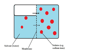 What is an example of diffusion in cells. Passive Diffusion Vs Active Transport Examples And Differences