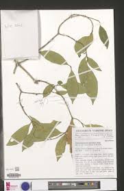 Image result for Tabernaemontana eglandulosa