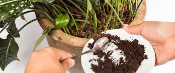What's more, coffee grounds help attract worms, which are great for your garden. Why Coffee Grounds Are Bad For Gardens Plants Ecohome