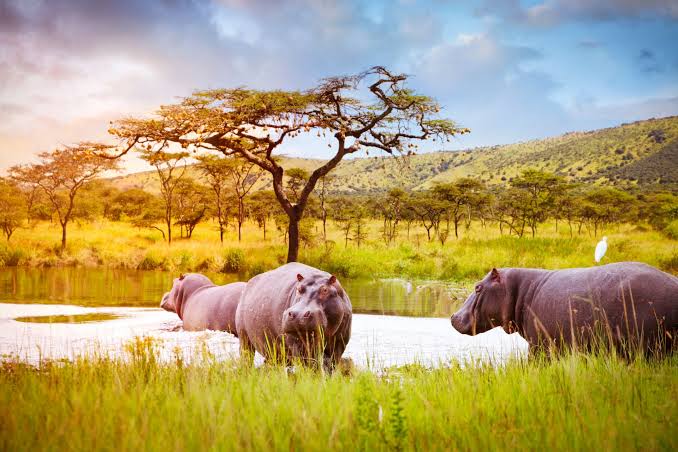 Akagera National Park [Rwanda Safari Destinations 2026/2027]