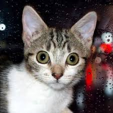Maybe you would like to learn more about one of these? Solve Cute Cat Jigsaw Puzzle Online With 256 Pieces