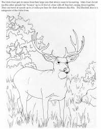 You may also furnish details as your child gets engrossed. 46 Deer Coloring Pages Ideas Deer Coloring Pages Coloring Pages Deer