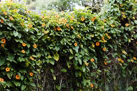 Image result for Thunbergia