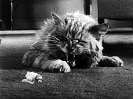 The incredible shrinking man is a 1957 american science fiction film directed by jack arnold based on richard matheson's 1956 novel the shrinking man. The Incredible Shrinking Man 1957 The Mind Reels