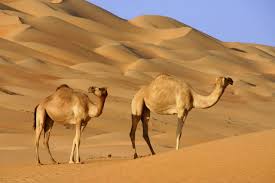 Thick eyebrows shield the eyes from the desert sun. Arabian Desert Facts Science Struck