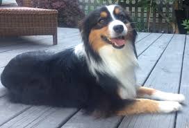 Australian shepherds are natural herders and will be loyal by your side. Miniature Australian Shepherds Home