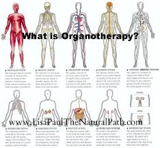What Is Organotherapy Human Body Systems Human Body Organs Body Systems
