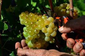 Verema A Ma Vilafranca Del Penedes 2012 Grape Harvesting Grapes Angela