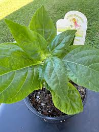 Image result for Justicia carnea