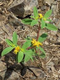 Image result for Flaveria bidentis