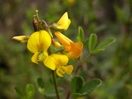 Image result for Crotalaria pisicarpa