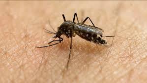 West Nile Powassan Viruses Cause Zika Like Damage To Fetuses Study Finds Abc7 Chicago