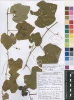 Image result for Ampelocissus africana